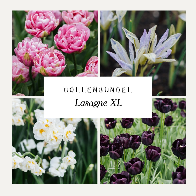Bollenbundel 'Lasagne XL'