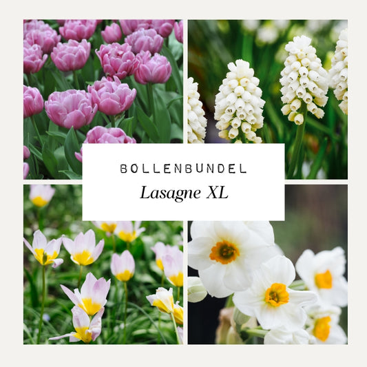 Bollenbundel 'Lasagne XL' II
