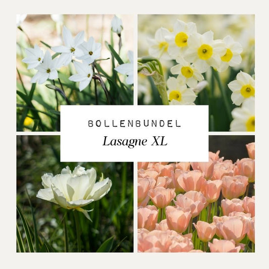 Bollenbundel 'Lasagne XL'