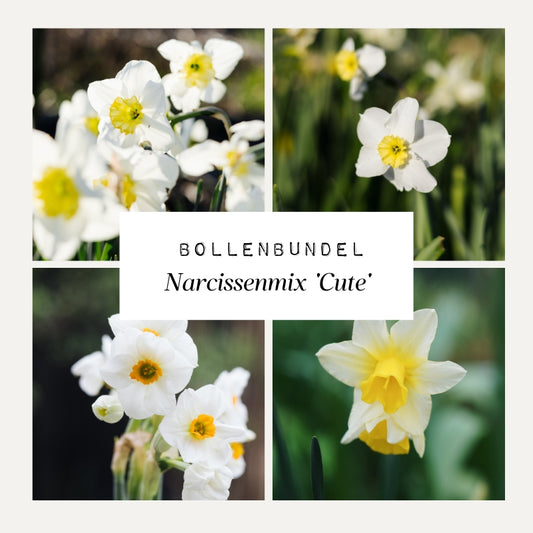 Bollenbundel Narcissenmix 'Cute'