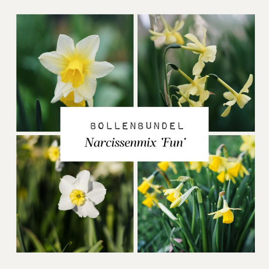 Bollenbundel Narcissenmix 'Fun'