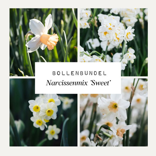 Bollenbundel Narcissenmix 'Sweet'
