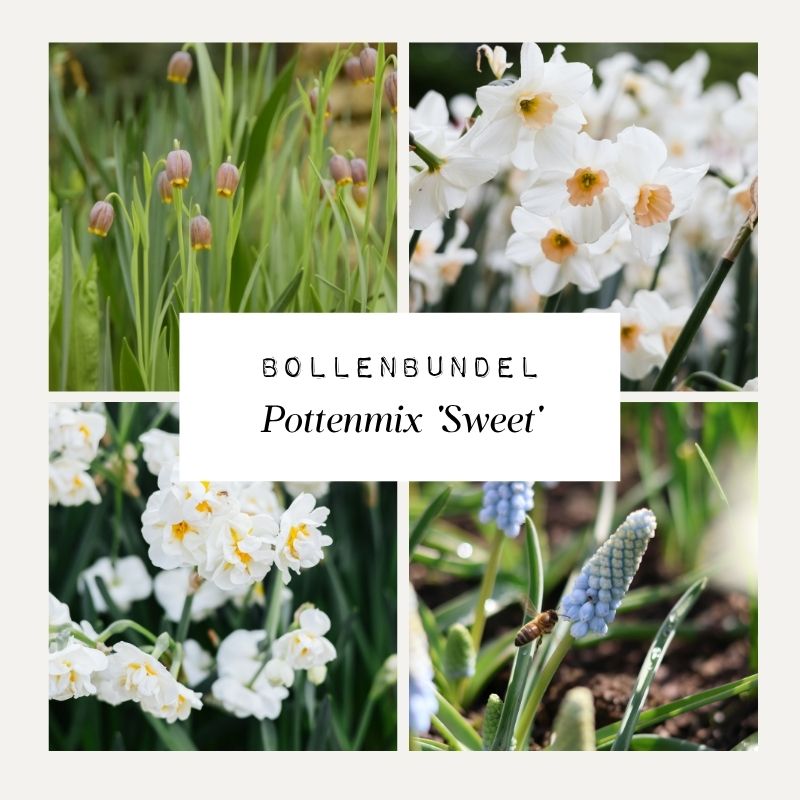 Bollenbundel Pottenmix 'Sweet'