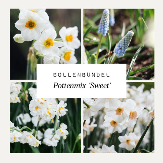 Bollenbundel Pottenmix 'Sweet'