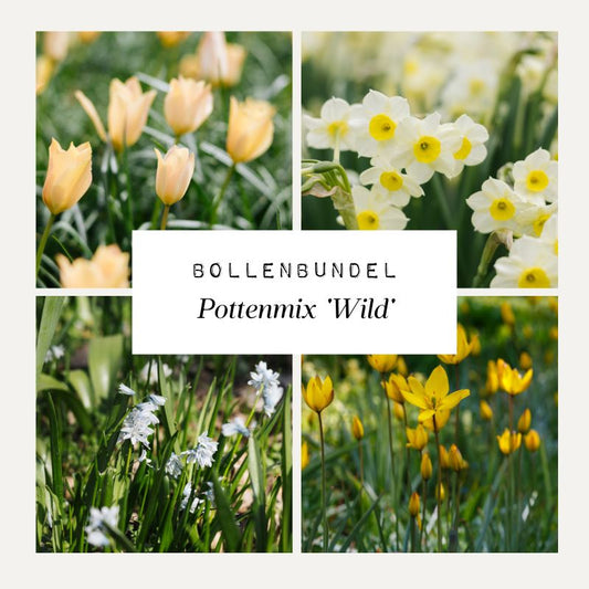 Bollenbundel 'Pottenmix Wild'