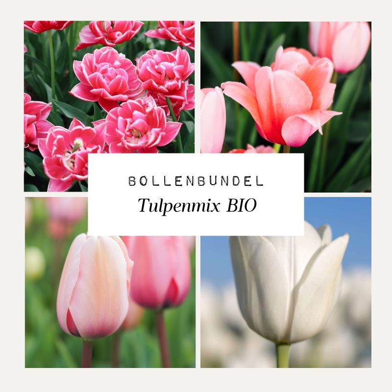 Bollenbundel Tulpenmix 'BIO'