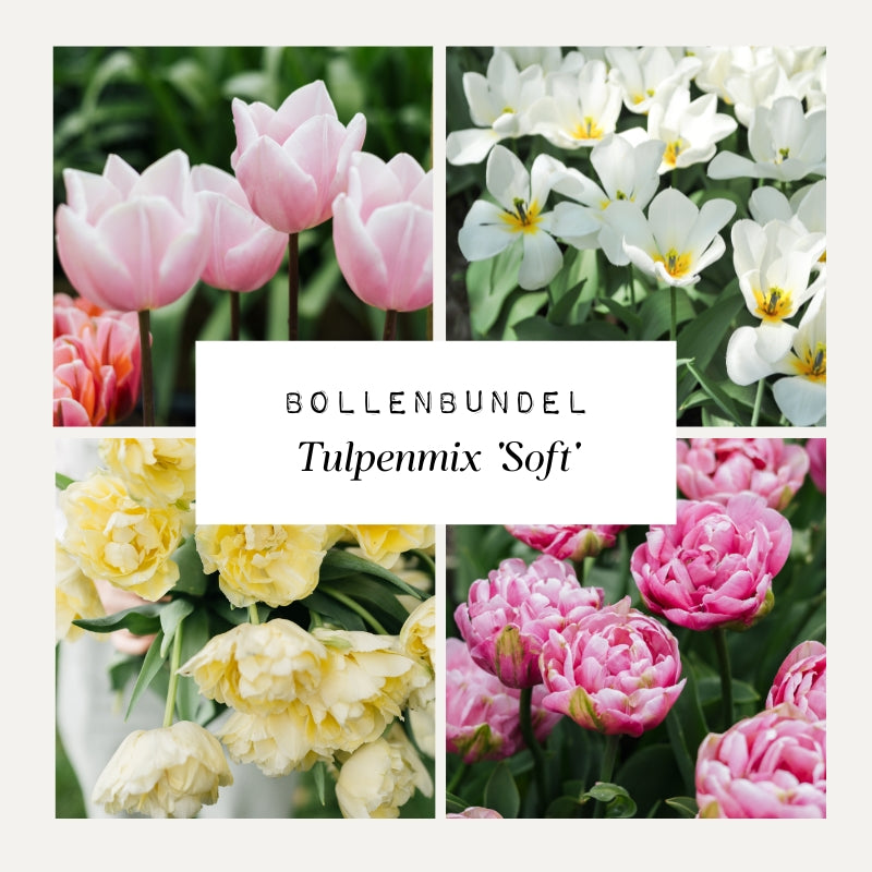 Bollenbundel Tulpenmix 'Soft'