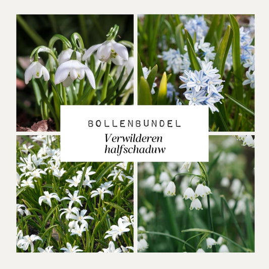 Bollenbundel 'Verwilderen halfschaduw'