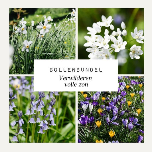 Bollenbundel 'Verwilderen volle zon'