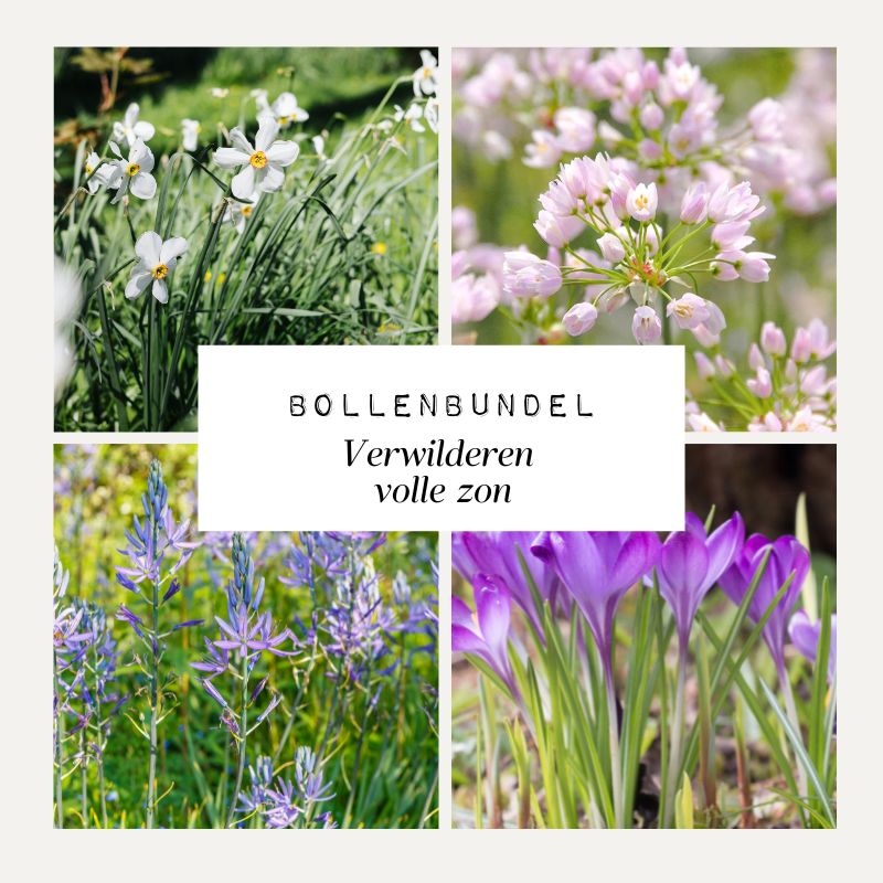 Bollenbundel 'Verwilderen volle zon'