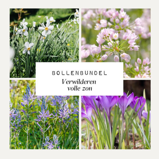 Bollenbundel 'Verwilderen volle zon'