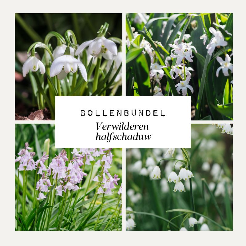 Bollenbundel 'Verwilderen halfschaduw'