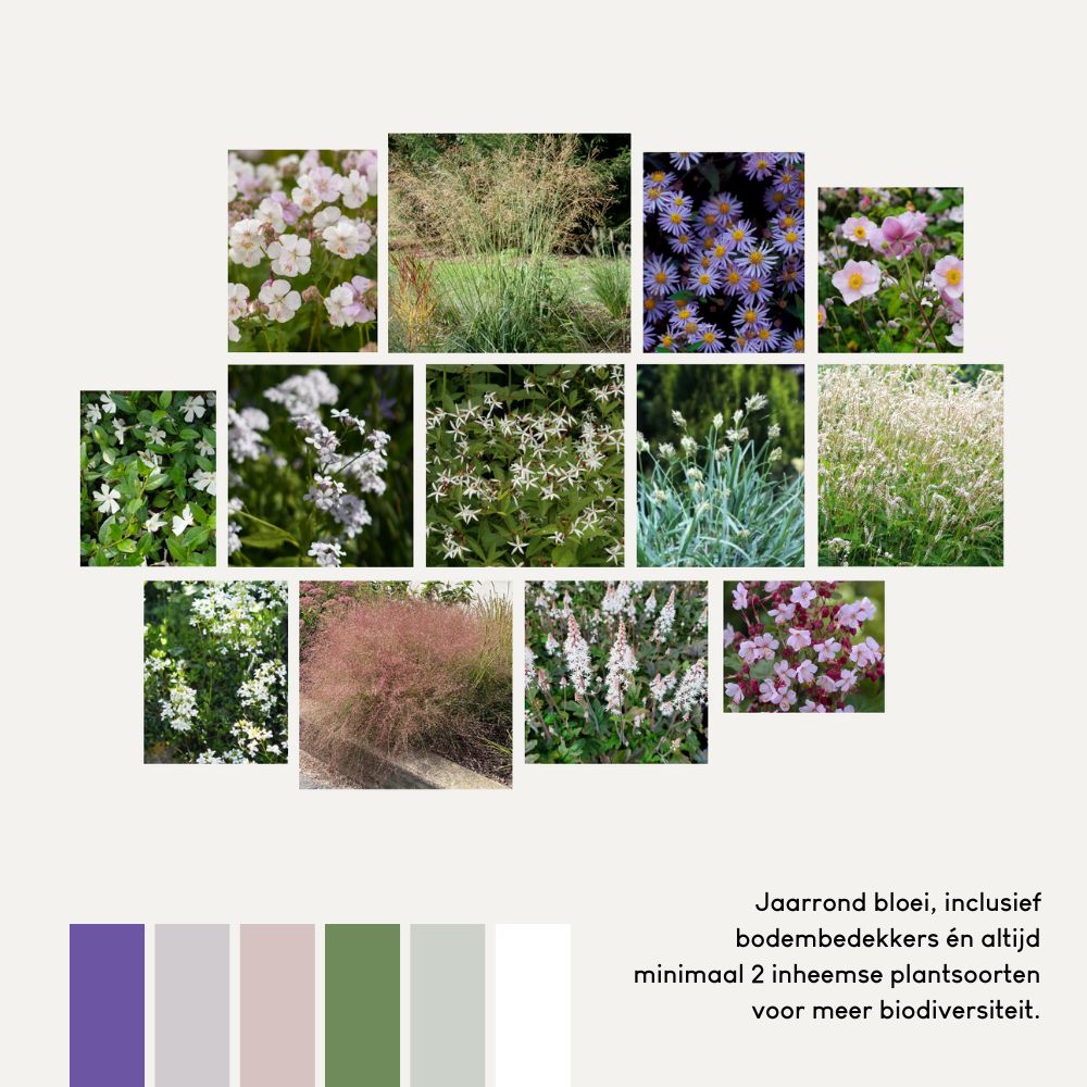 Borderpakket AMBERLEY voor (half)schaduw