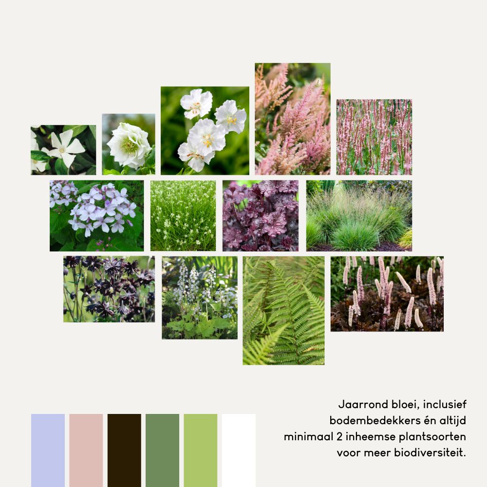 Borderpakket CRANNACOMBE voor (half)schaduw