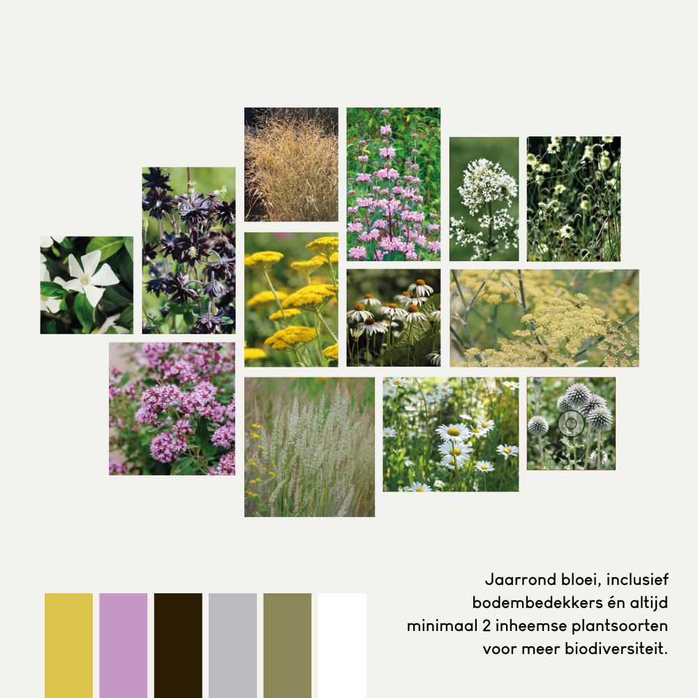 Borderpakket MAYFIELD voor volle zon in prairiestijl