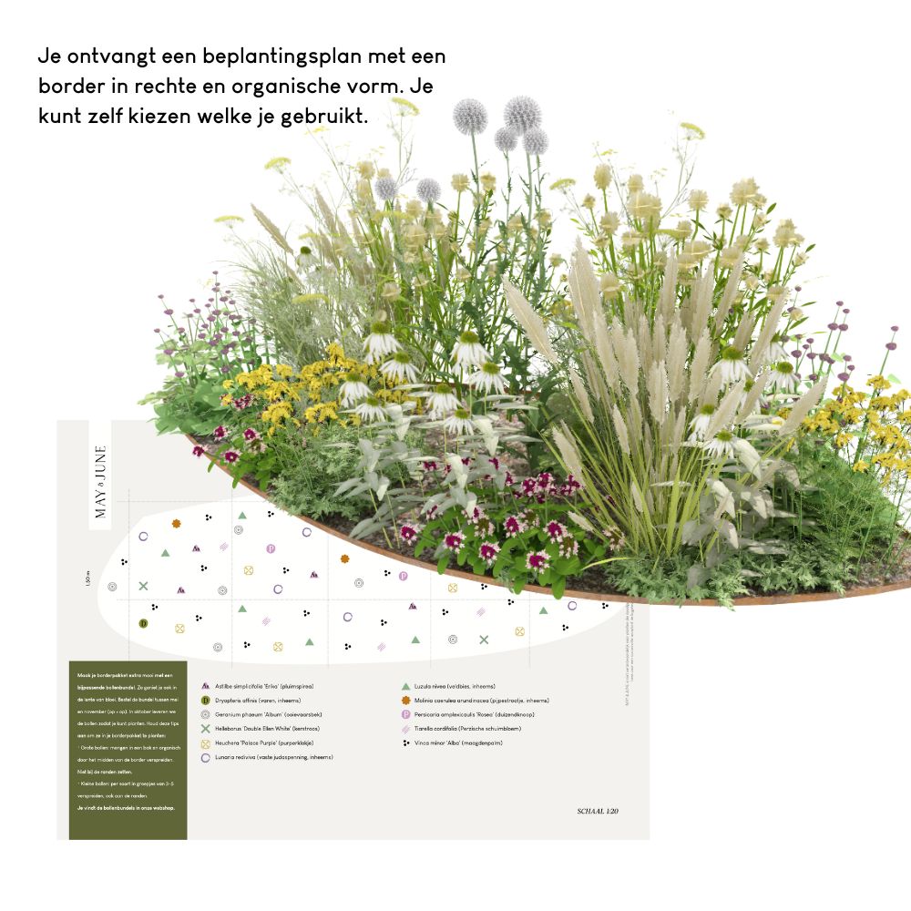 Borderpakket MAYFIELD voor volle zon in prairiestijl
