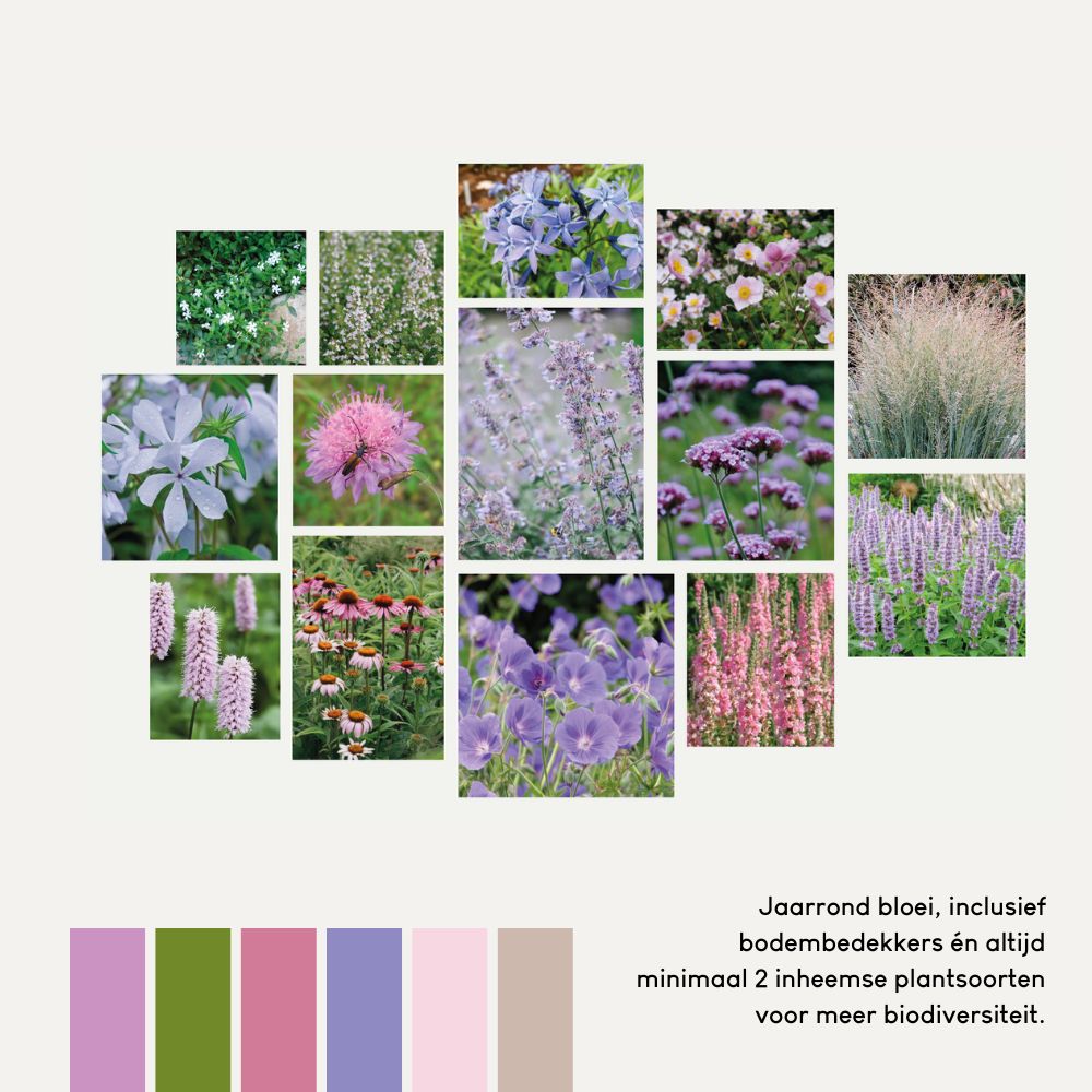 Borderpakket MILLBROOK voor halfschaduw en volle zon