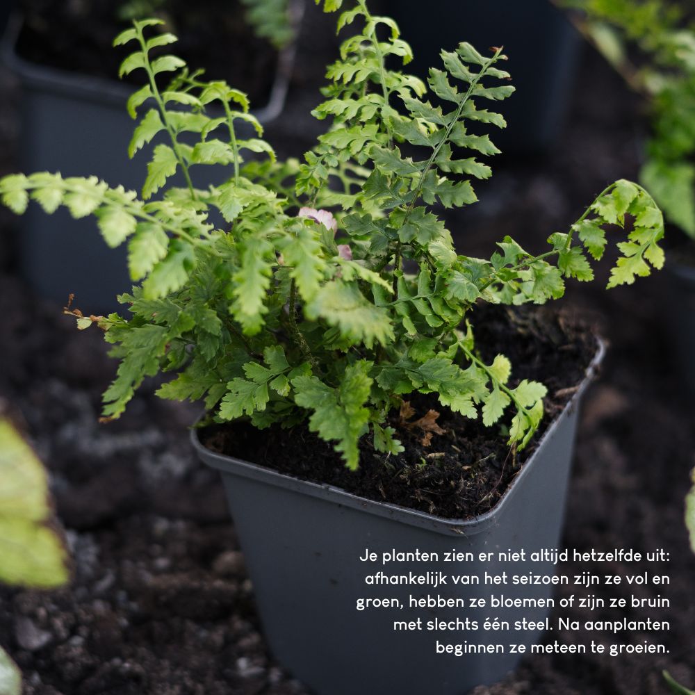 Borderpakket MILLBROOK voor halfschaduw en volle zon