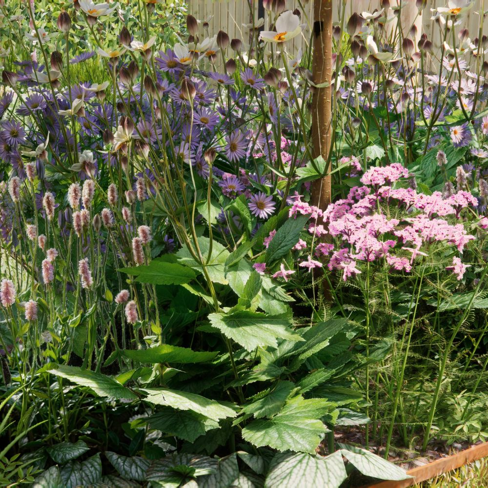 Borderpakket ROSEMOOR voor halfschaduw en volle zon