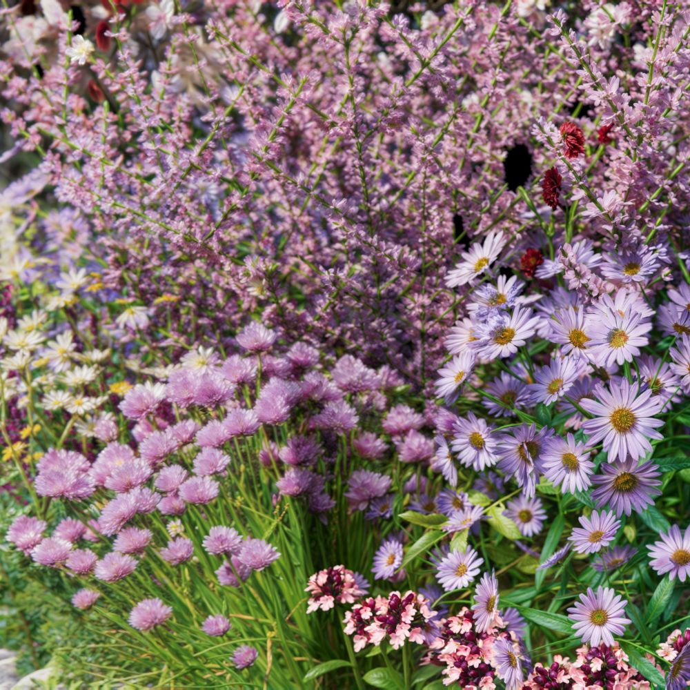 Borderpakket SPRINGFIELD voor halfschaduw en volle zon