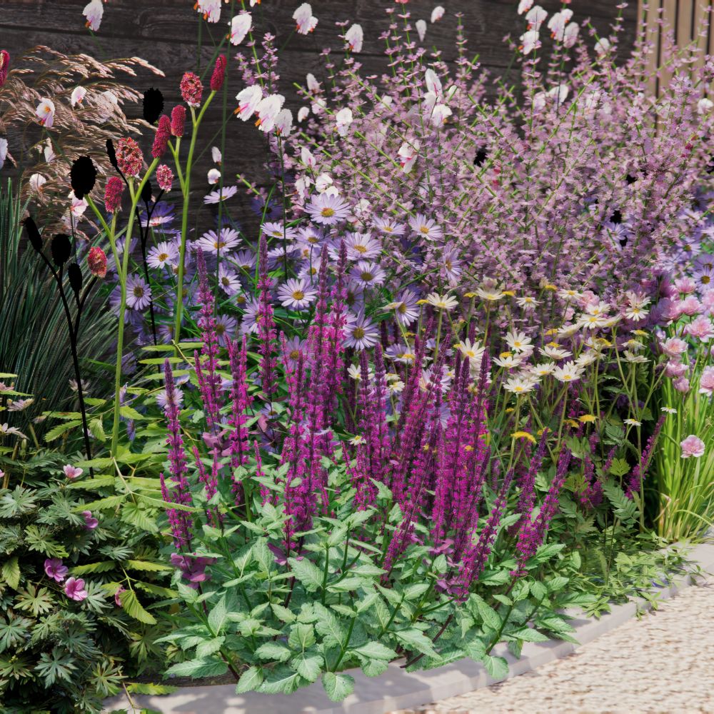 Borderpakket SPRINGFIELD voor halfschaduw en volle zon