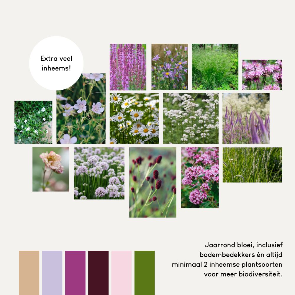 Borderpakket SPRINGFIELD voor halfschaduw en volle zon