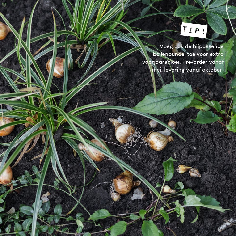 Borderpakket CHIDDINGTON voor volle zon in bonte kleuren