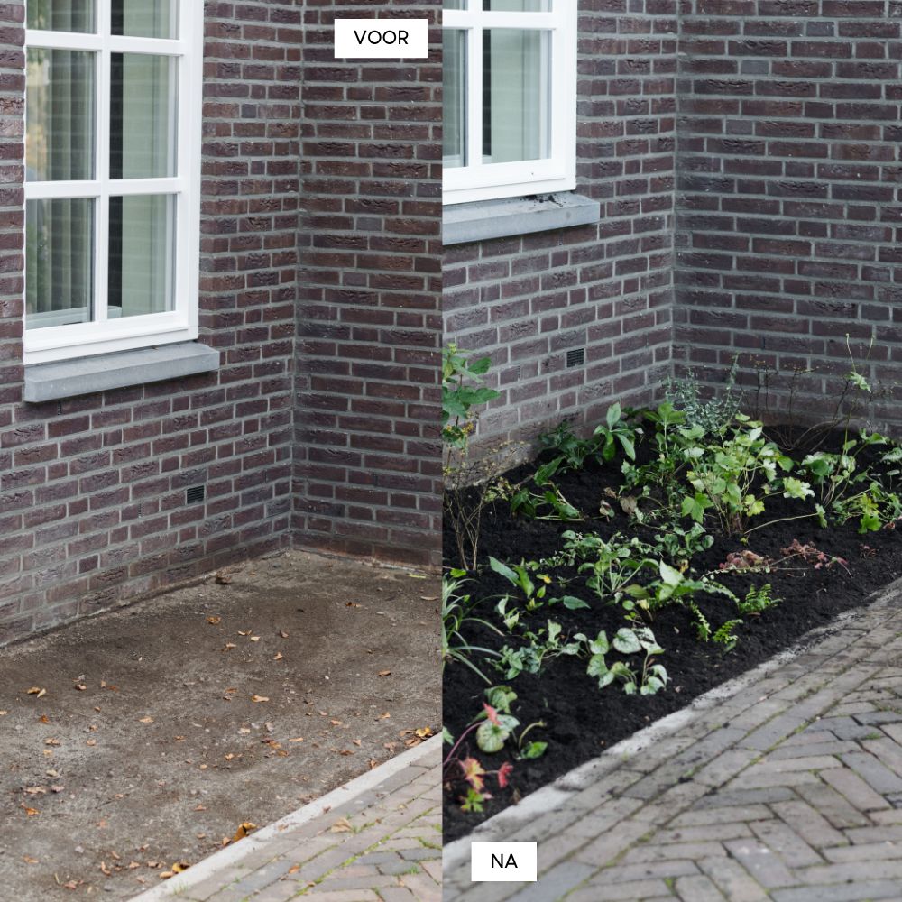 Borderpakket CHIDDINGTON voor volle zon in bonte kleuren