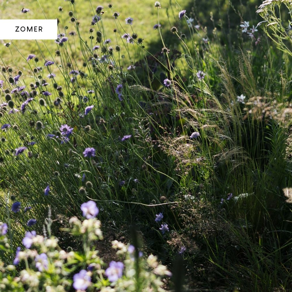 Borderpakket BURFORD voor volle zon