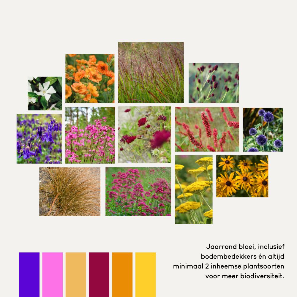 Borderpakket CHIDDINGTON voor volle zon in bonte kleuren