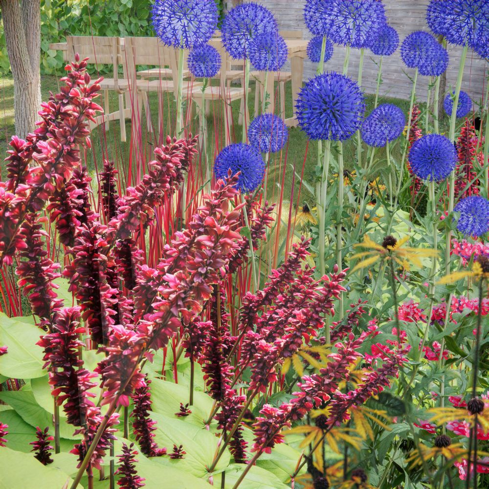 Borderpakket CHIDDINGTON voor volle zon in bonte kleuren