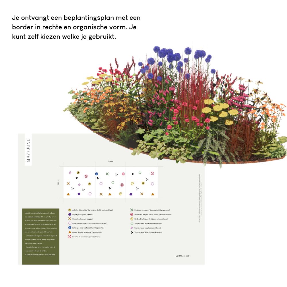 Borderpakket CHIDDINGTON voor volle zon in bonte kleuren