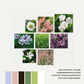 Geveltuin CRANNACOMBE voor (half)schaduw