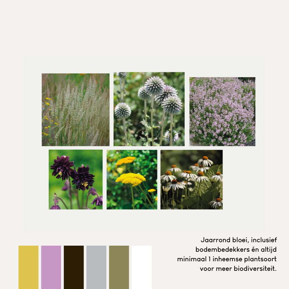 Geveltuin MAYFIELD prairiestijl voor volle zon