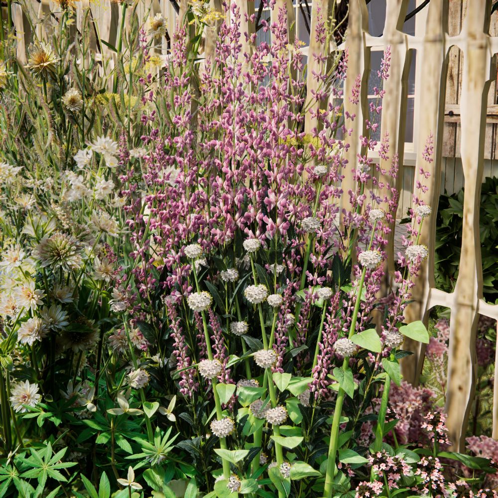 Borderpakket WIMBORNE voor volle zon