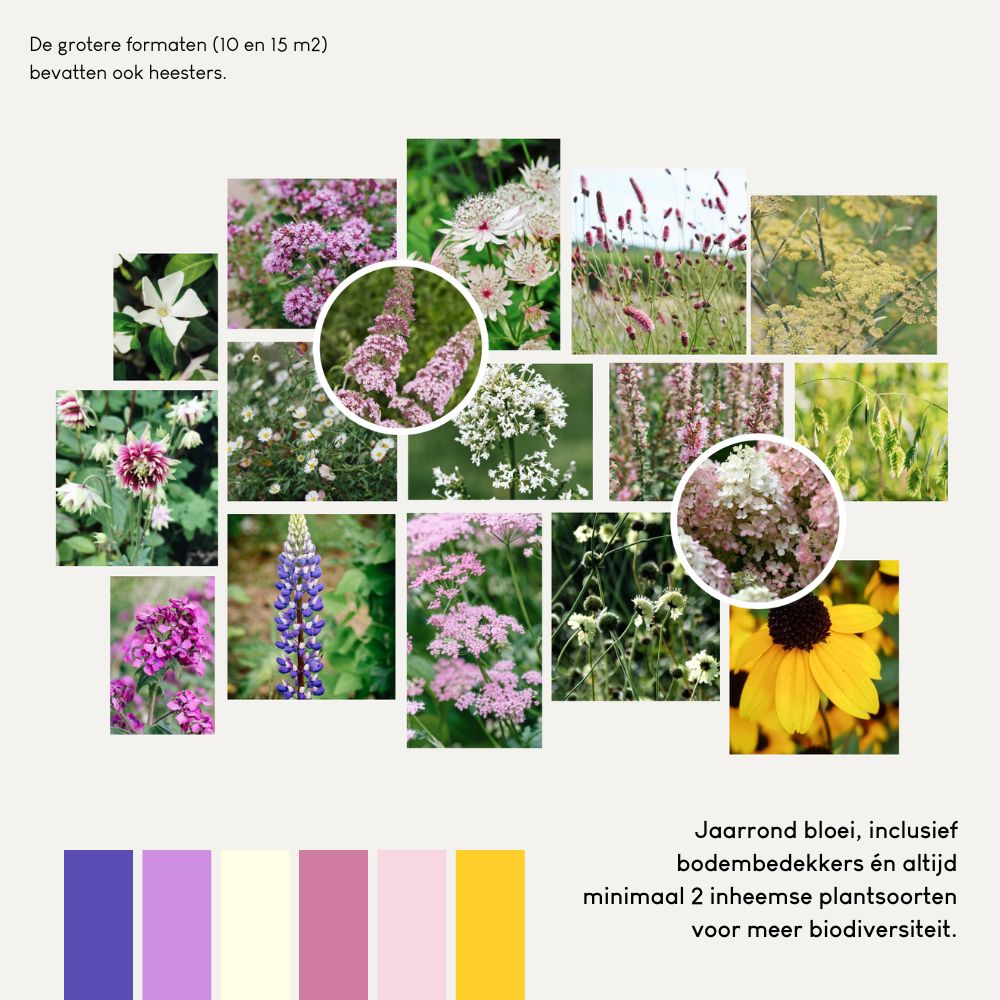 Borderpakket WIMBORNE voor volle zon