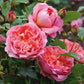 Rosa 'Boscobel' (struikroos)
