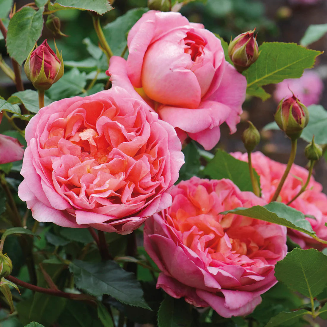 Rosa 'Boscobel' (struikroos)