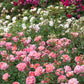 Rosa 'Boscobel' (struikroos)