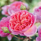 Rosa 'Boscobel' (struikroos)