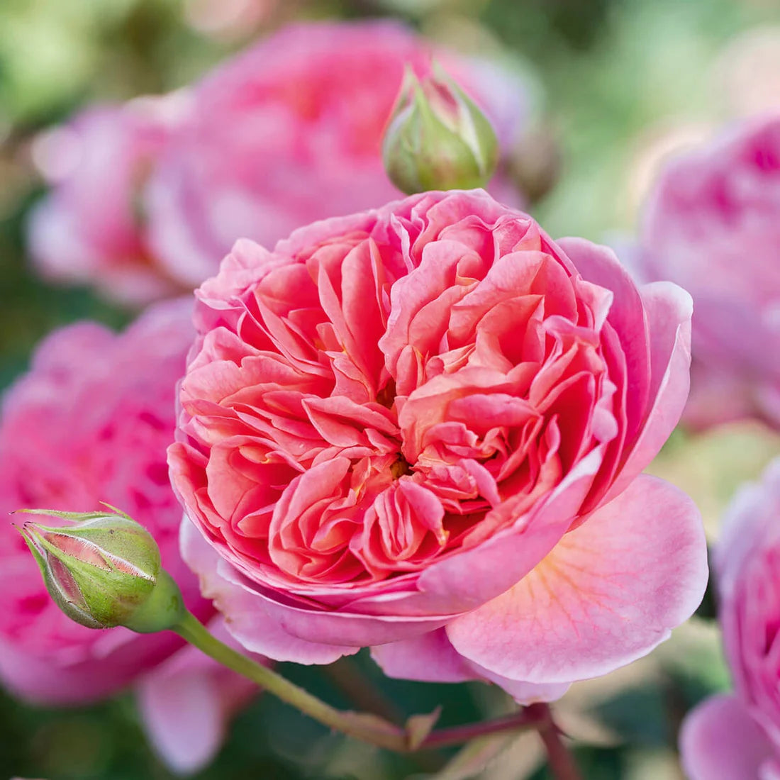 Rosa 'Boscobel' (struikroos)