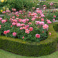 Rosa 'Boscobel' (struikroos)
