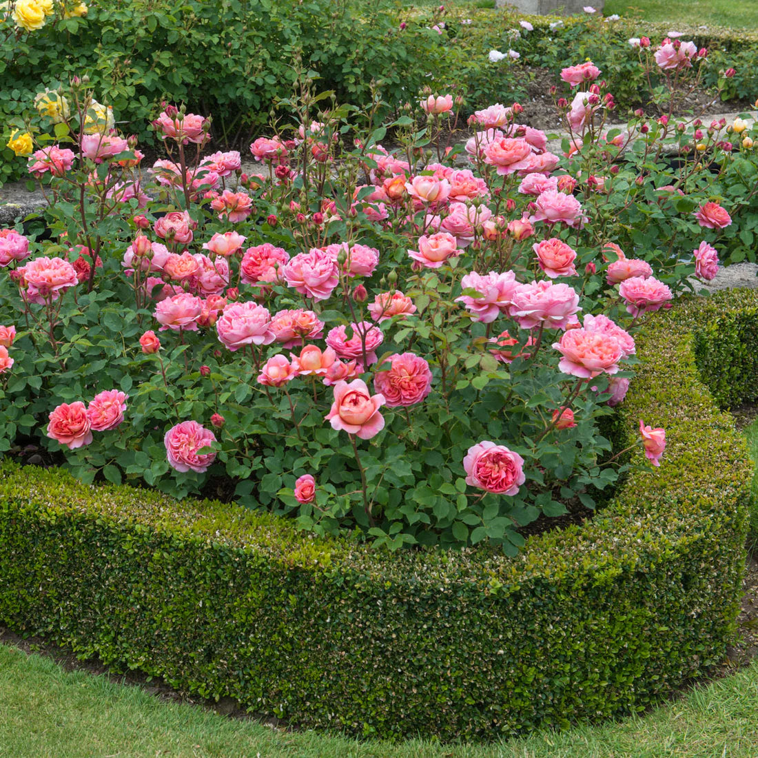 Rosa 'Boscobel' (struikroos)