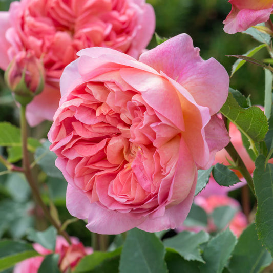 Rosa 'Boscobel' (struikroos)