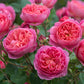 Rosa 'Boscobel' (struikroos)