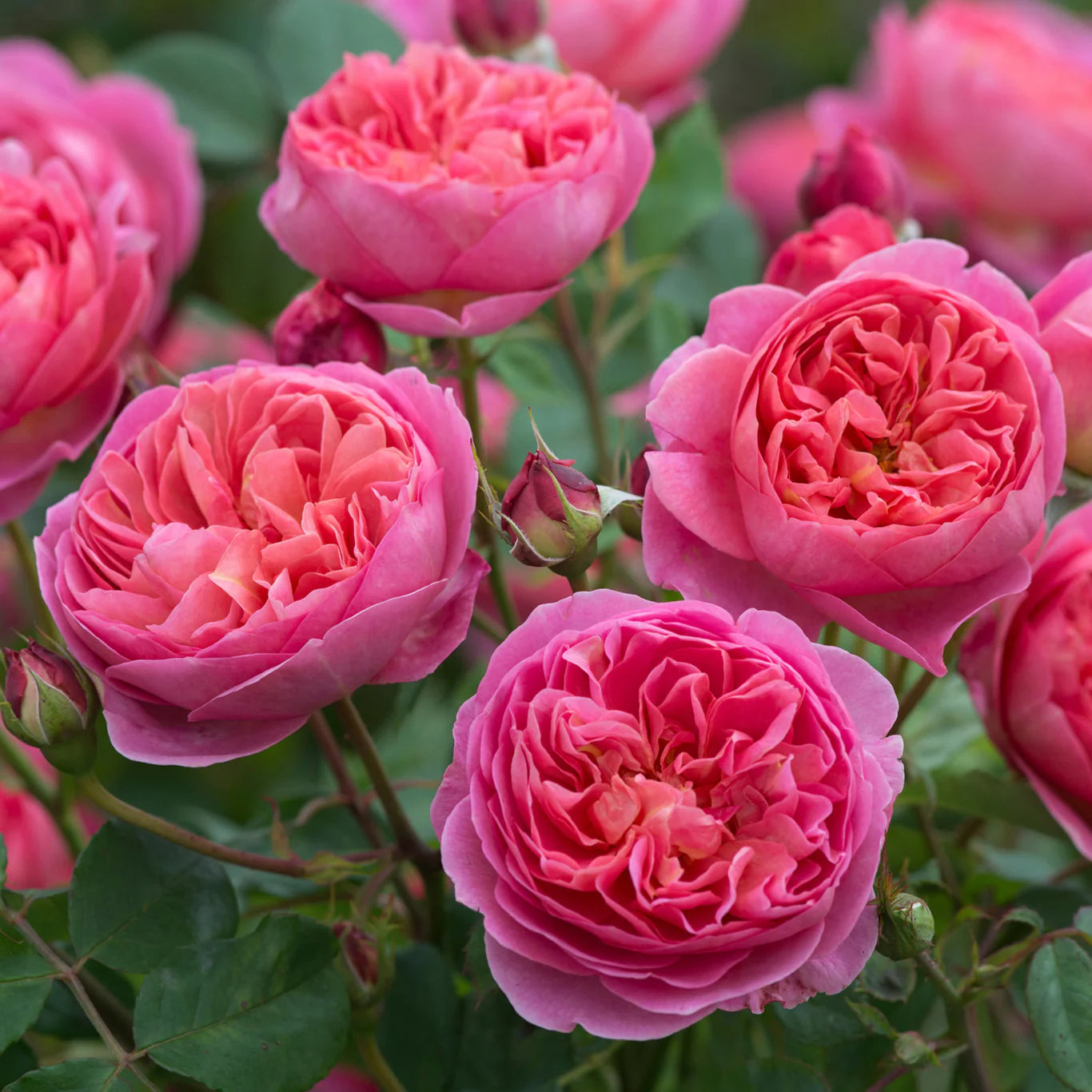 Rosa 'Boscobel' (struikroos)