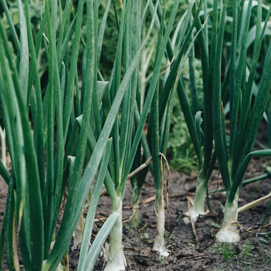 Bosui 'White Lisbon' BIO