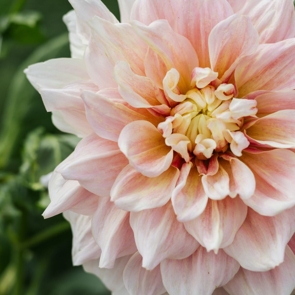 Dahlia 'Break Out'