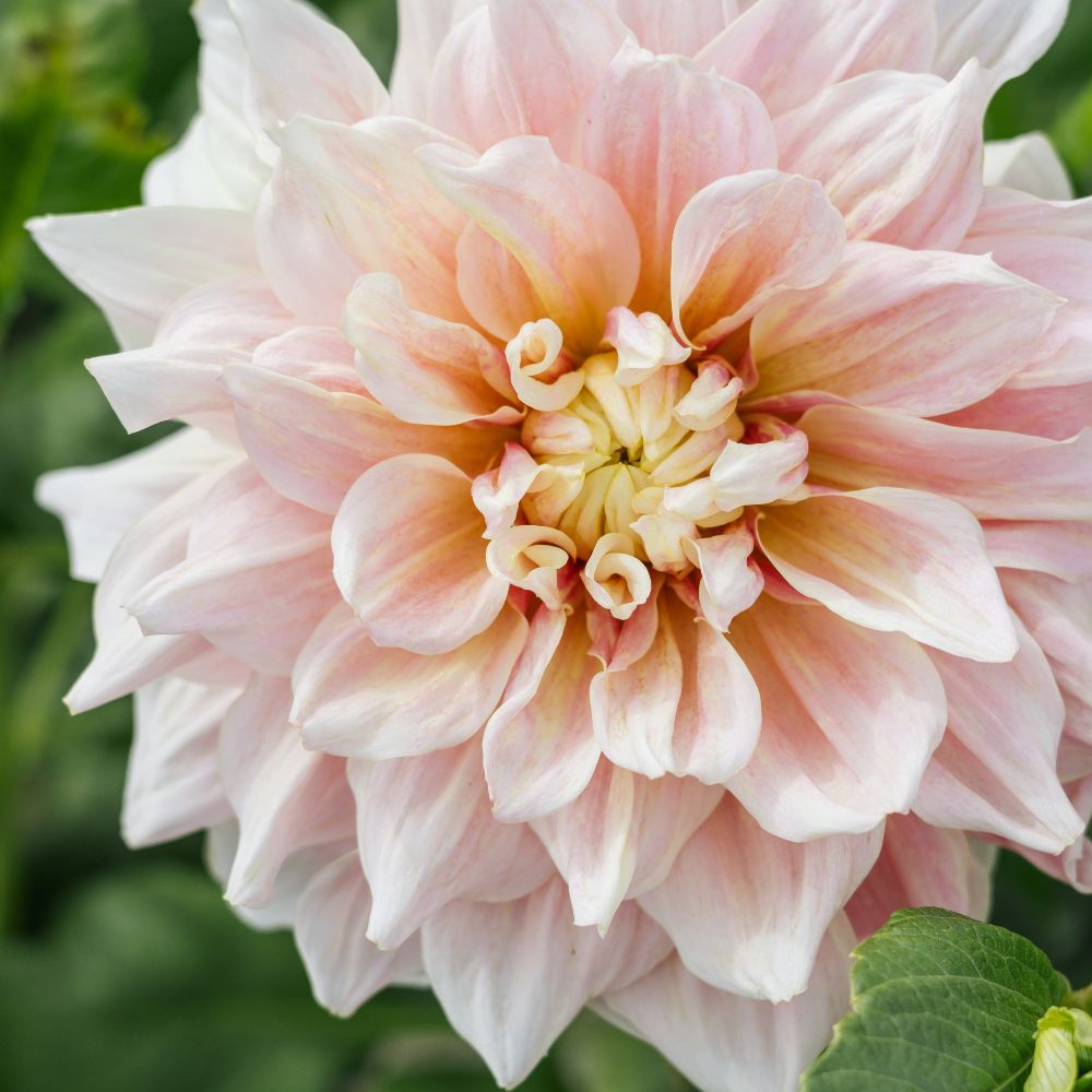 Dahliabundel 'Peachy Tones'