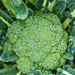 Broccoli 'Calabrese Natalino' BIO